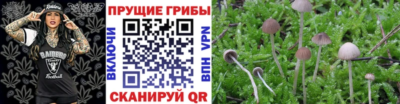 Купить закладки  Шлиссельбург  Псилоцибиновые грибы ЛСД 